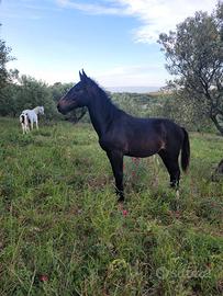 Cavallo puledro