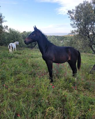 Cavallo puledro