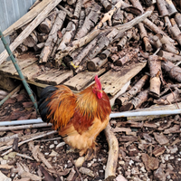 Galli Concicina nana