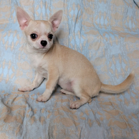 Splendida cucciola chihuahua, allevamento enci