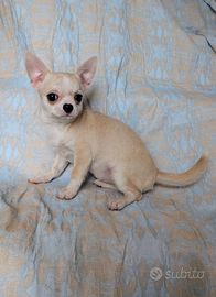 Splendida cucciola chihuahua, allevamento enci