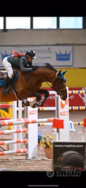 Cavallo da salto