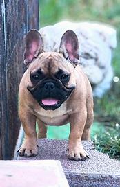 Bulldog francese maschio cucciolo