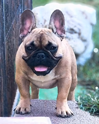 Bulldog francese maschio cucciolo