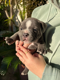 American bully ultimi maschietti