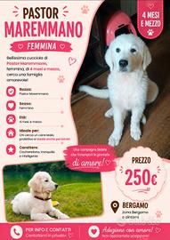 cane pastor maremanno 