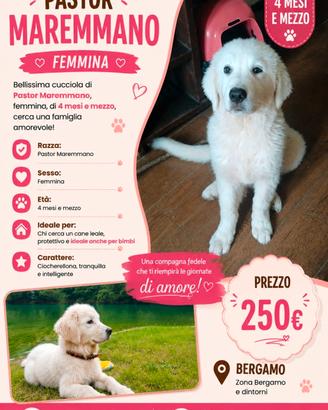 cane pastor maremanno 
