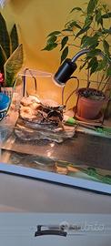 Acquario Tartarughiera in Vetro con Pompa e Filtro