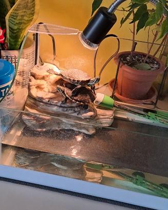 Acquario Tartarughiera in Vetro con Pompa e Filtro