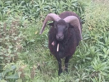 Pecore nana d'ouessant