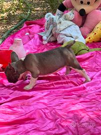 Bulldog francese