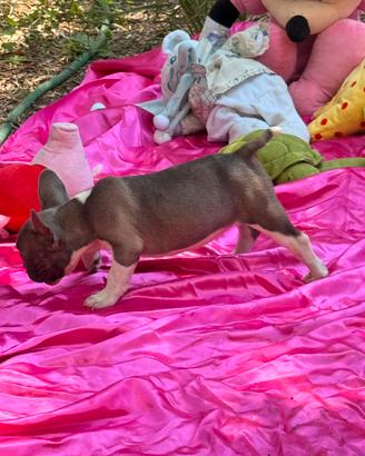 Bulldog francese