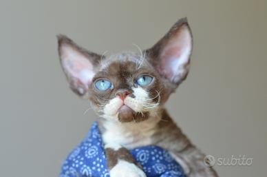 Cuccioli di devon rex
