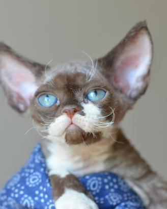 Cuccioli di devon rex