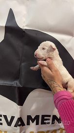 Cuccioli di bull terrier