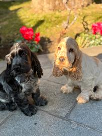 Cocker con prestigioso pedigree