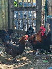 Galline marans anatroccoli ciuffate