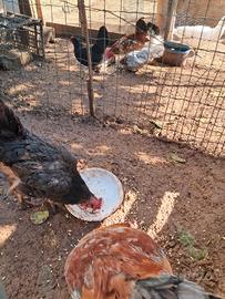 Galline