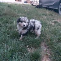 Pastore australiano blue merle occhi chiari