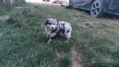 Pastore australiano blue merle occhi chiari