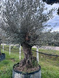Piante di ulivo e cocos plumosa