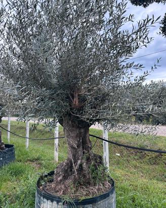 Piante di ulivo e cocos plumosa