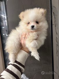 Cucciolo di pomerania