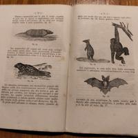 Lotto di 41 libri scolastici dell'800 illustrati