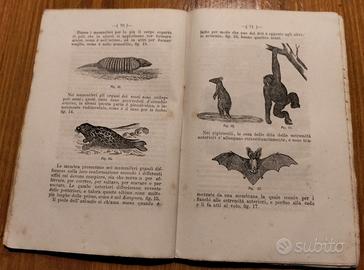 Lotto di 41 libri scolastici dell'800 illustrati