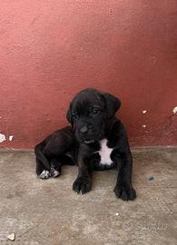 cuccioli cane corso