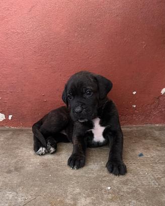 cuccioli cane corso