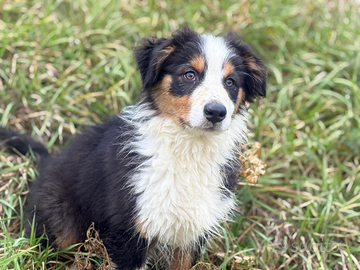 Cuccioli di pastore australiano