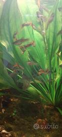 Guppy endler