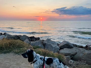 Setter inglese per accoppiamento