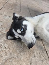Cuccioli di Siberian Husky