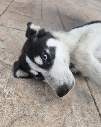 Cuccioli di Siberian Husky