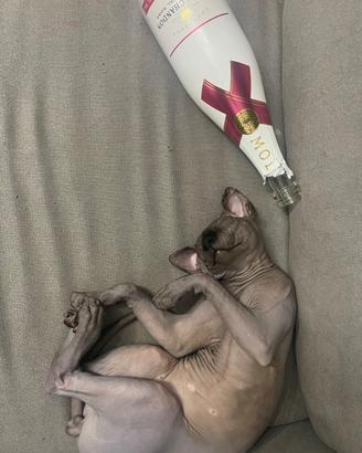 Sphinx