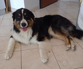 Pastore australiano maschio