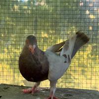 Colombo Romano lattato 2025