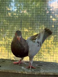 Colombo Romano lattato 2025