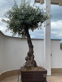 Bonsai Yamadori olivo