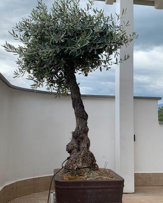 Bonsai Yamadori olivo