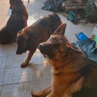 3 pastori tedeschi