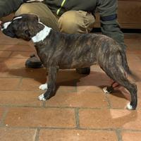 Cuccioli di Amstaff linea Xz De Paco
