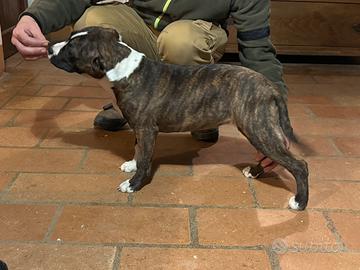 Cuccioli di Amstaff linea Xz De Paco