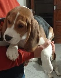 Beagle Originali