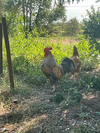Gallo nostrano