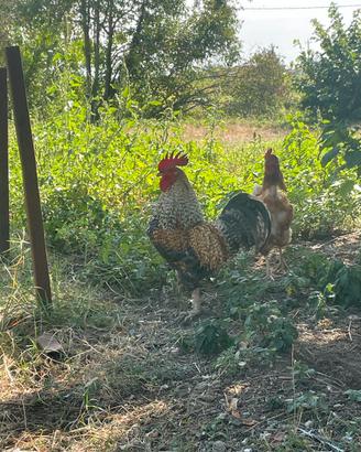 Gallo nostrano
