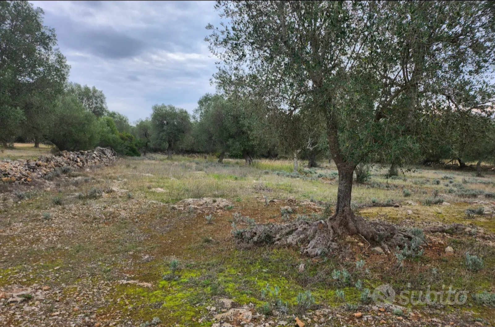 Terreno agricolo con alberi di ulivi - Vista 2