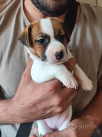 Cuccioli di Jack Russell Terrier 